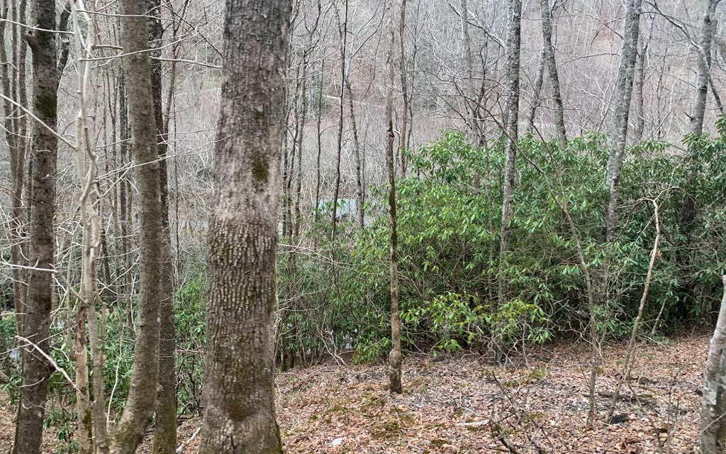2-3 Mt Tabor Road Topton, NC 28781 - Photo 3 of 4 a view of a forest with trees