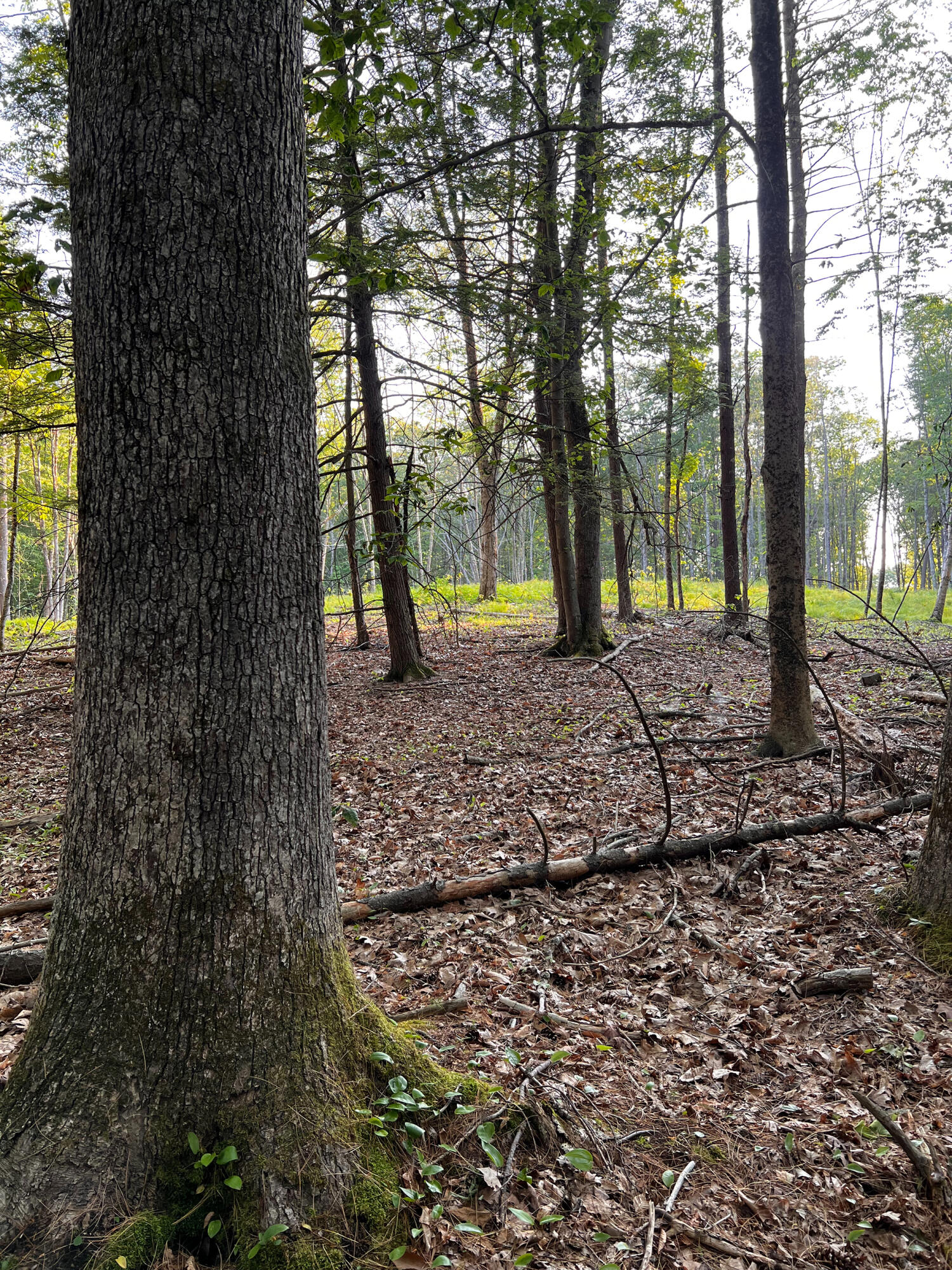 0 Goodwin Road Eliot, ME 03903 - Photo 12 of 12 GoodwinWoods2