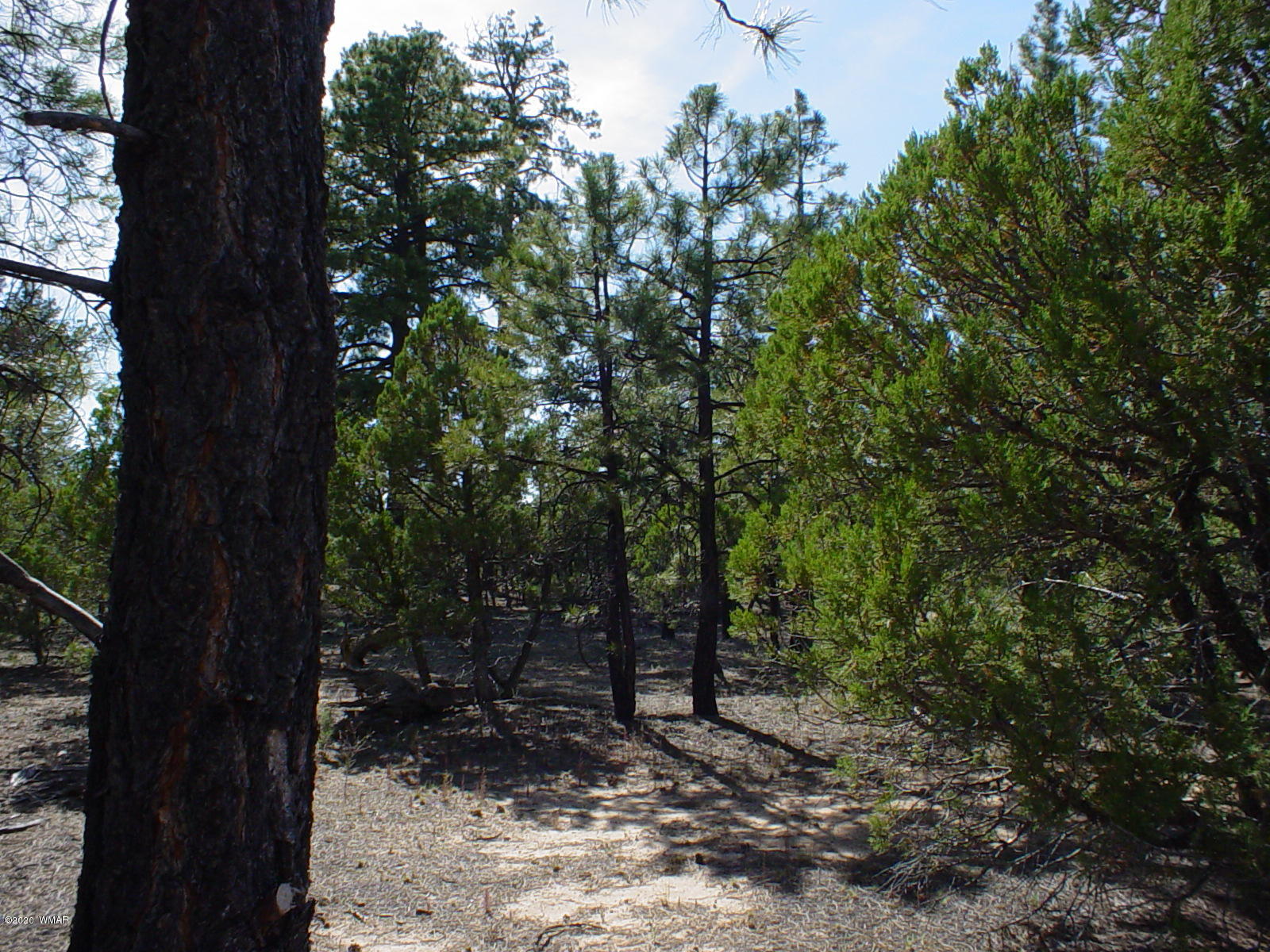 Tbd Tbd Majestic Elk ''lot 2'' Road Overgaard, AZ 85933 - Photo 4 of 4