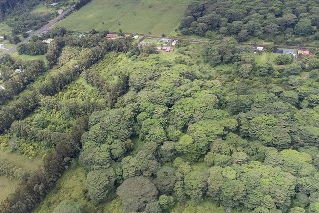 a view of a bunch of trees and bushes