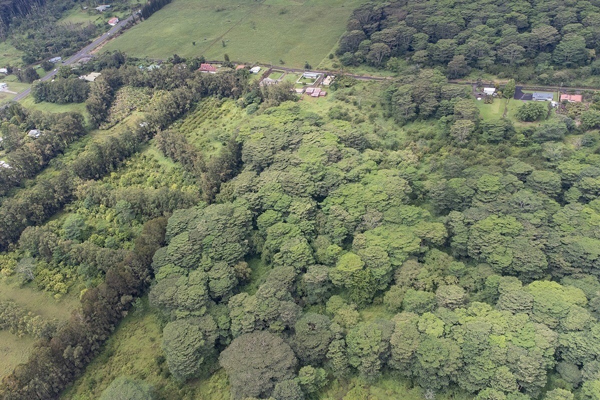 25 C Kukui Camp Road Kurtistown, HI 96760 - Photo 8 of 9 a view of a bunch of trees and bushes