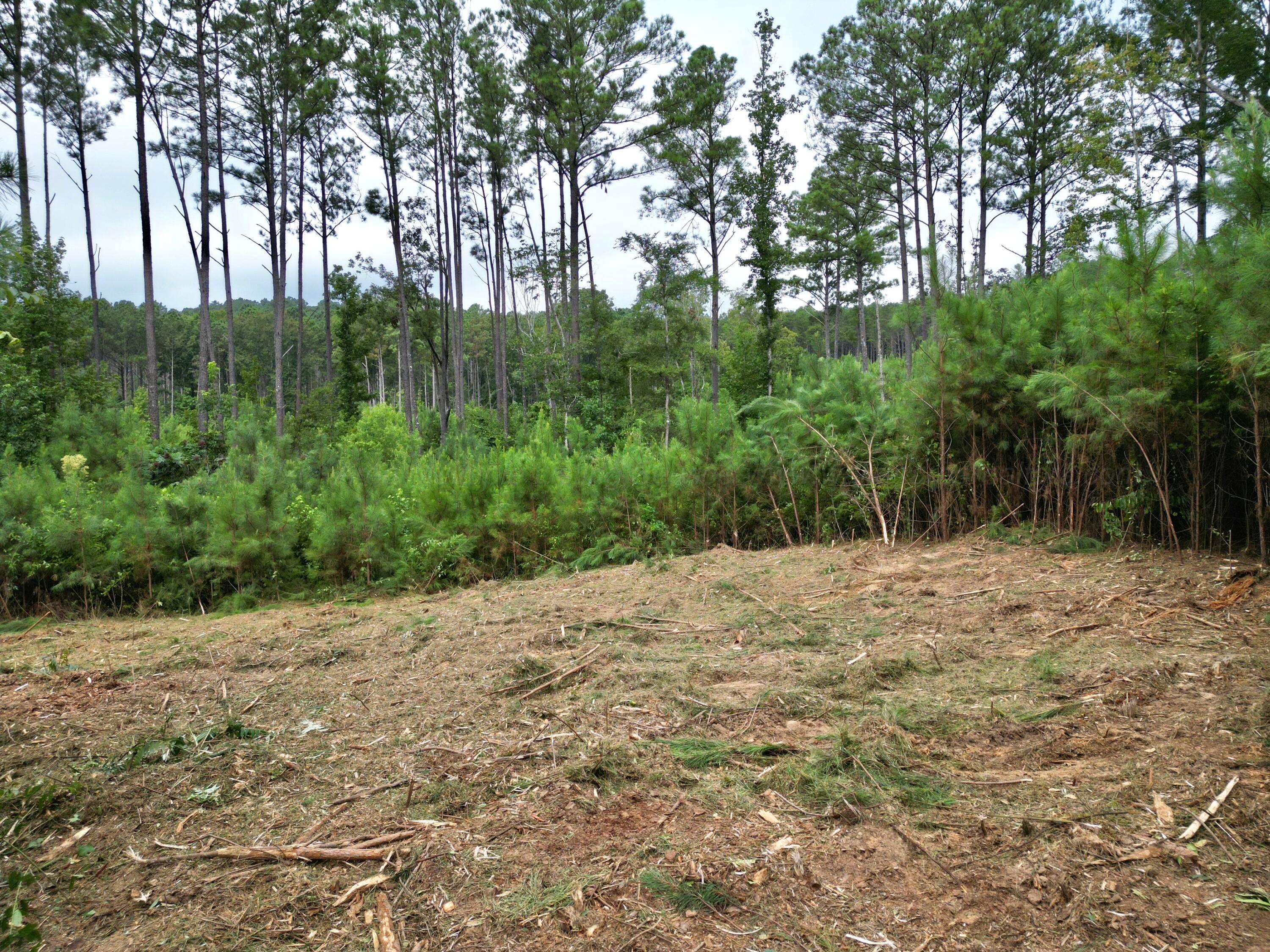 1 Homestead Road Eldridge, AL 35554 - Photo 14 of 15 dji_fly_20250808_184300_722_175475480618