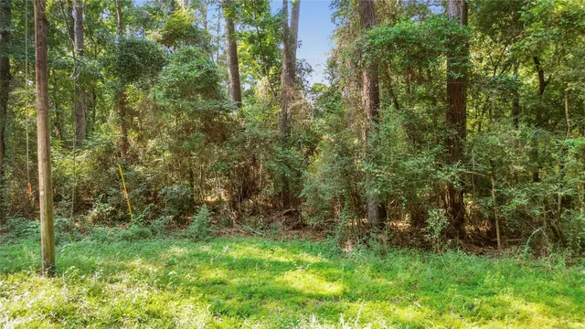 a view of a lush green forest