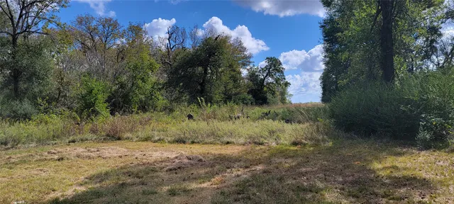 a view of a yard with a tree