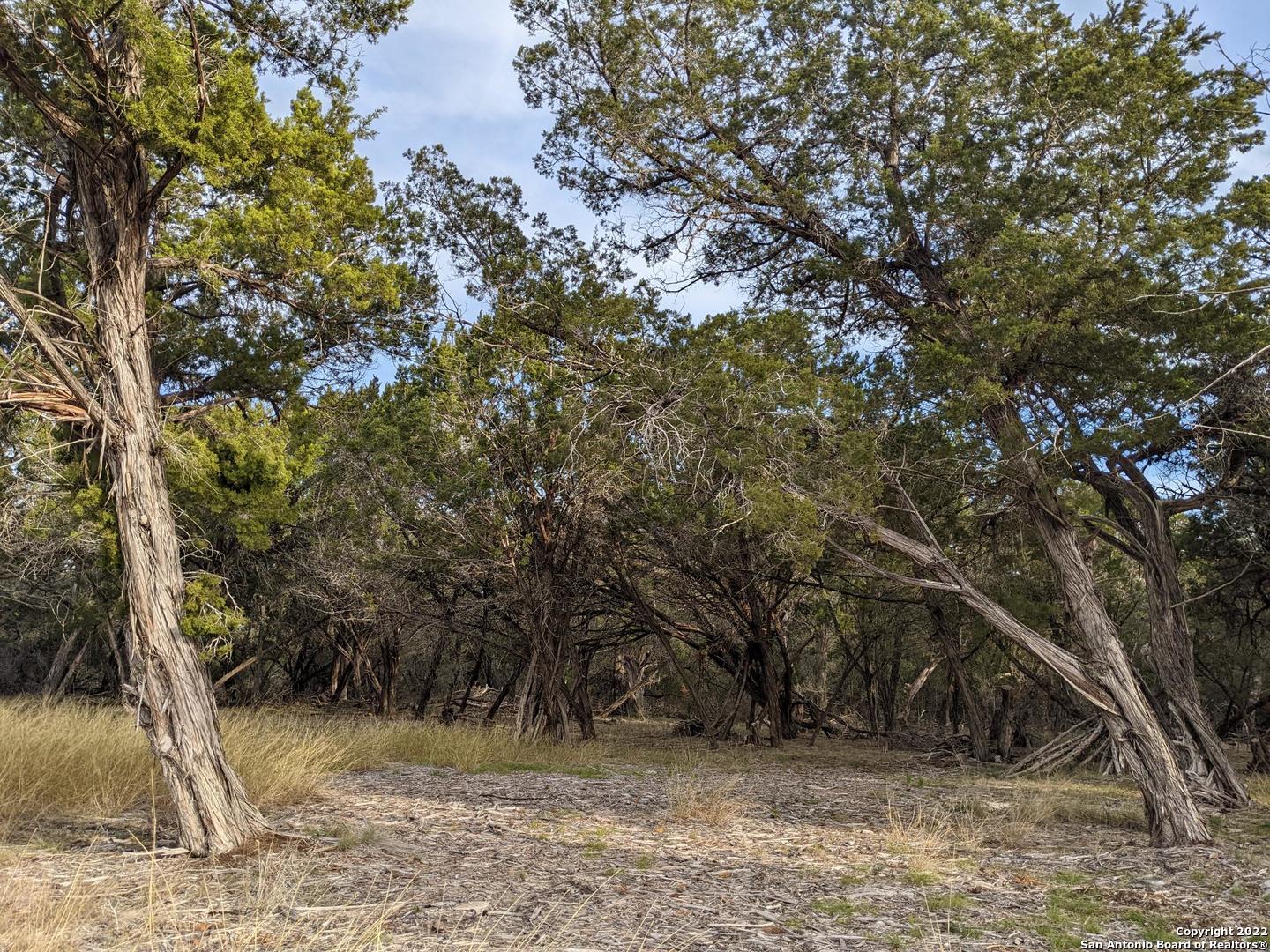 Lot 52 Clearwater Canyon Road Bandera, TX 78003 - Photo 10 of 19 a view of a yard with a tree