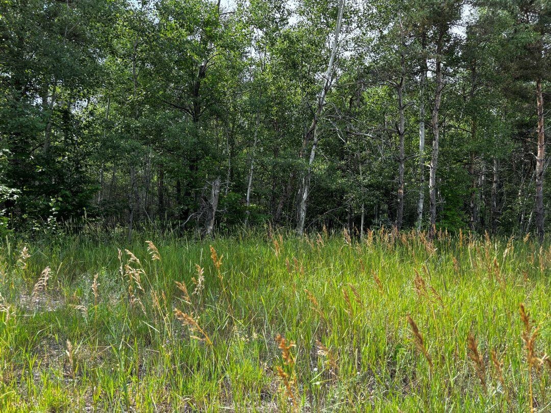 F Bailey Road, Unit LOT: F Mancelona, MI 49659 - Photo 6 of 12 Gallery Image 6