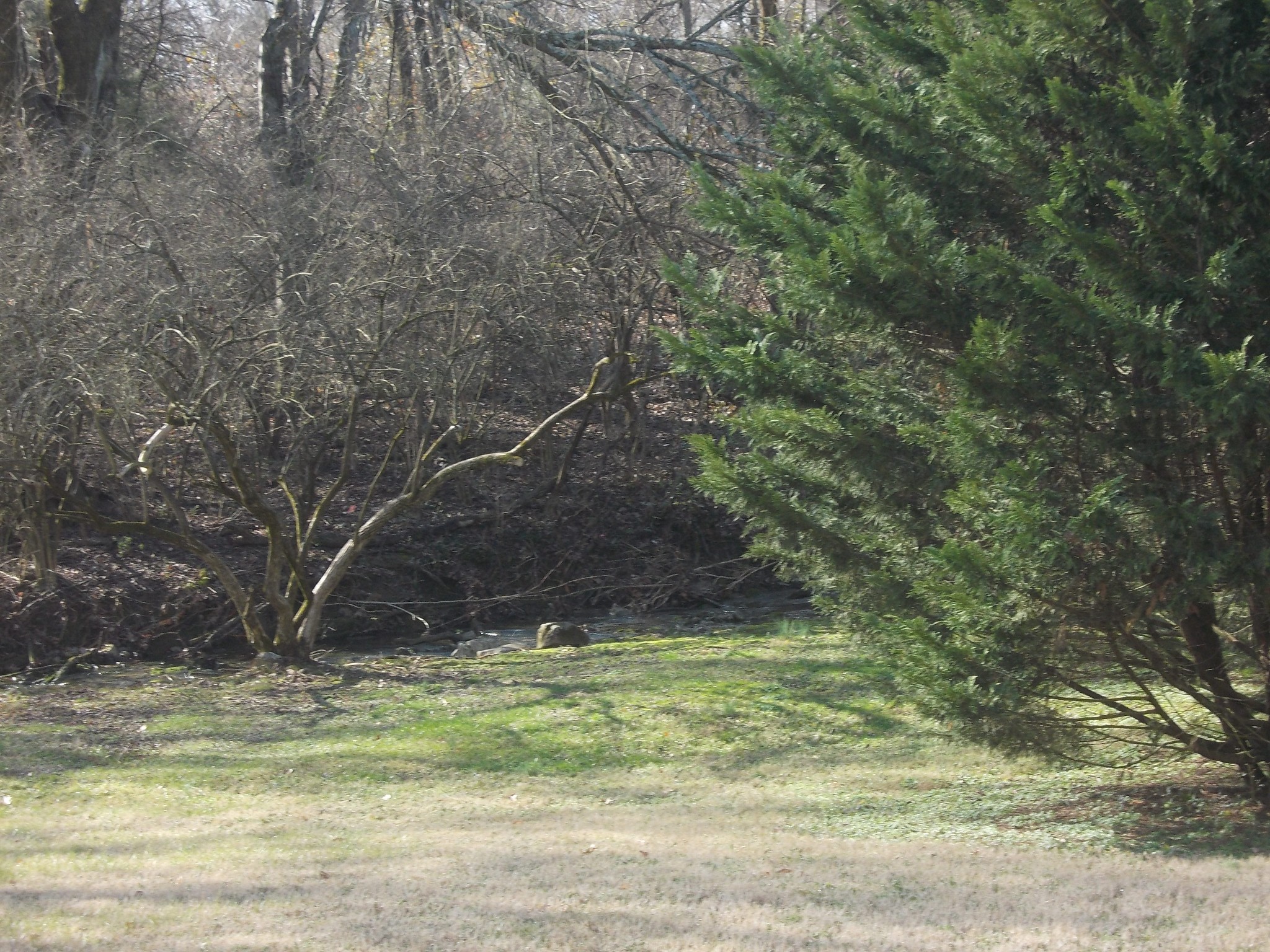 1508 Beaus Way Madison, TN 37115 - Photo 16 of 16 a view of a yard with a tree
