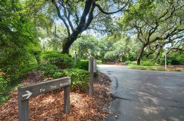 a view of a yard with plants and trees
