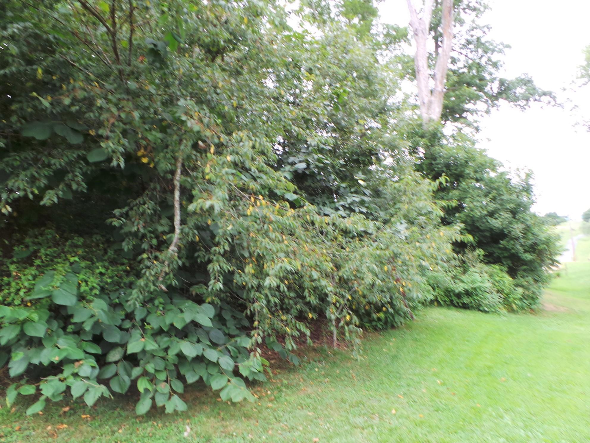 210 Barren Road, Unit 46 Chuckey, TN 37641 - Photo 38 of 49 38