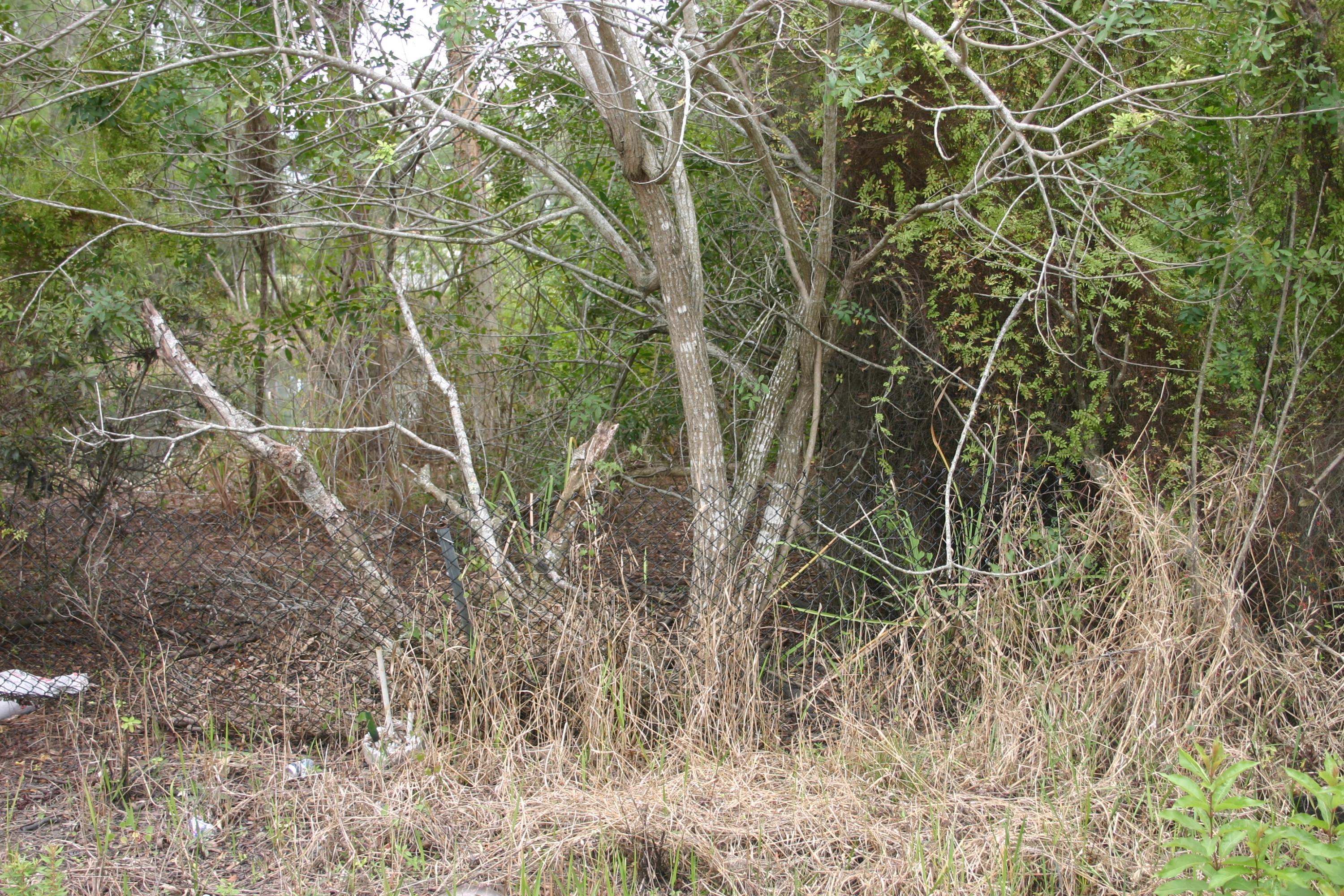 17472 93rd Road North Loxahatchee, FL 33470 - Photo 2 of 3 IMG_8890