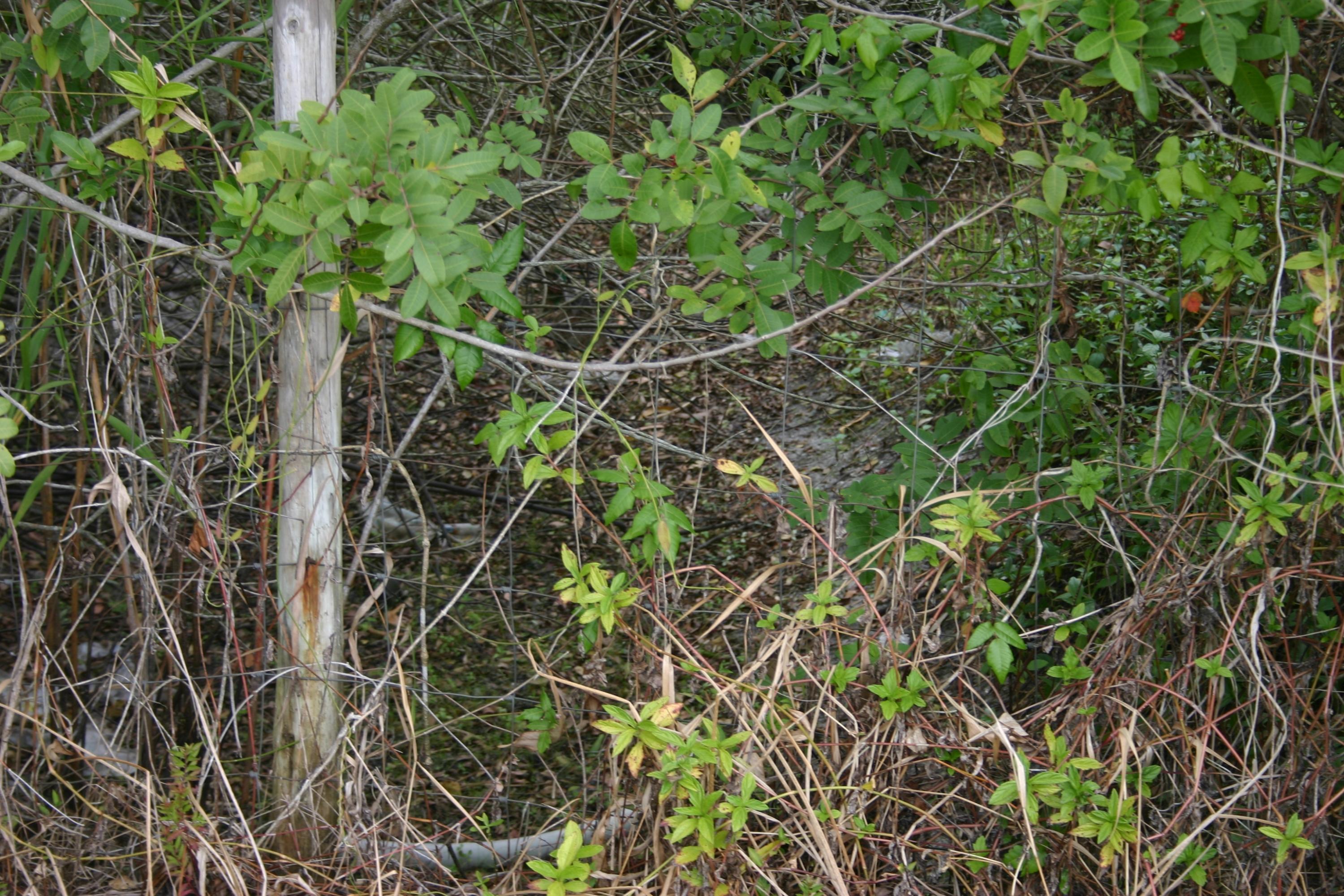 17472 93rd Road North Loxahatchee, FL 33470 - Photo 3 of 3 IMG_8885