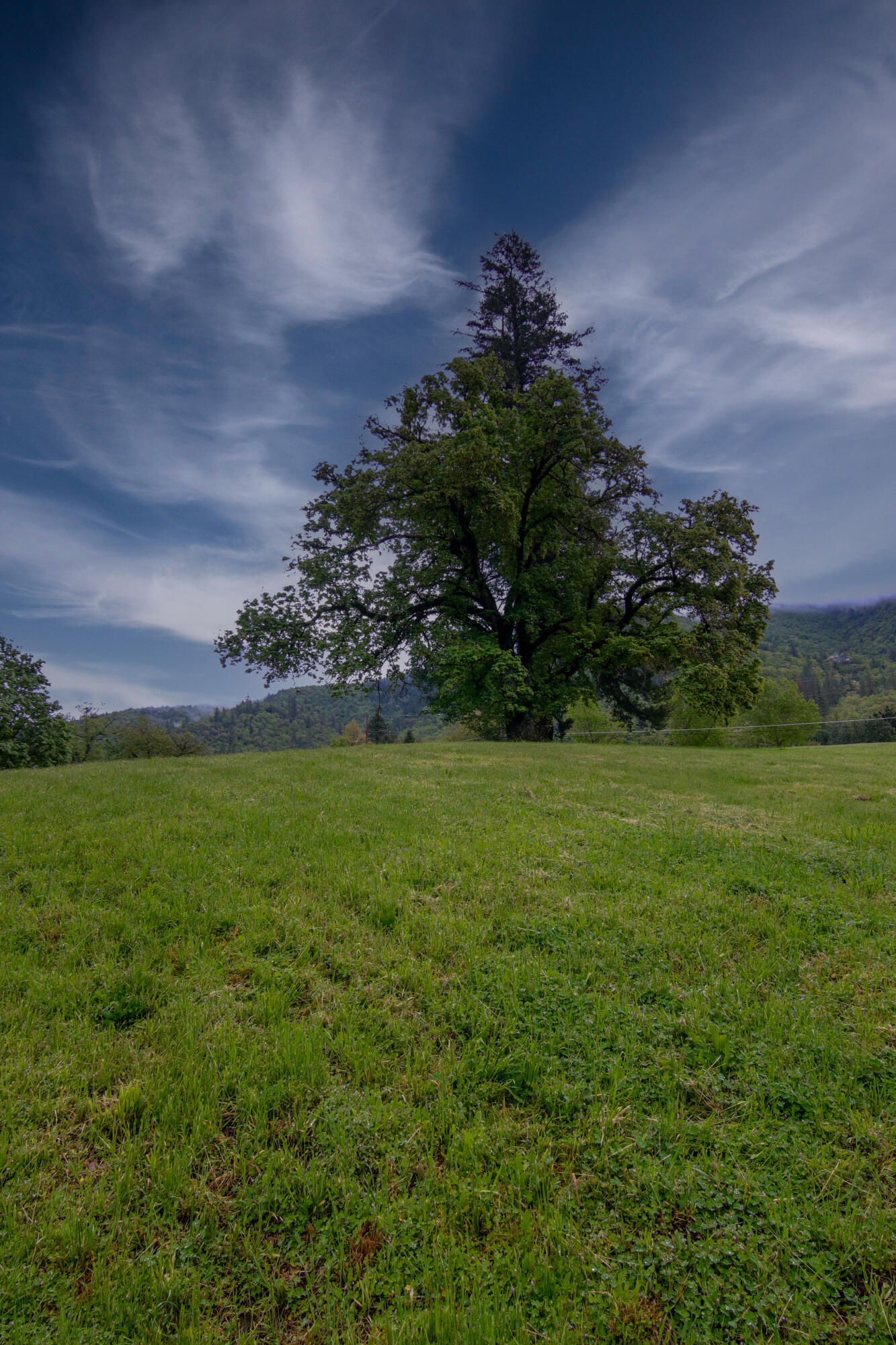 2661 Wards Creek Road Rogue River, OR 97537 - Photo 8 of 15 a view of a field of grass and trees
