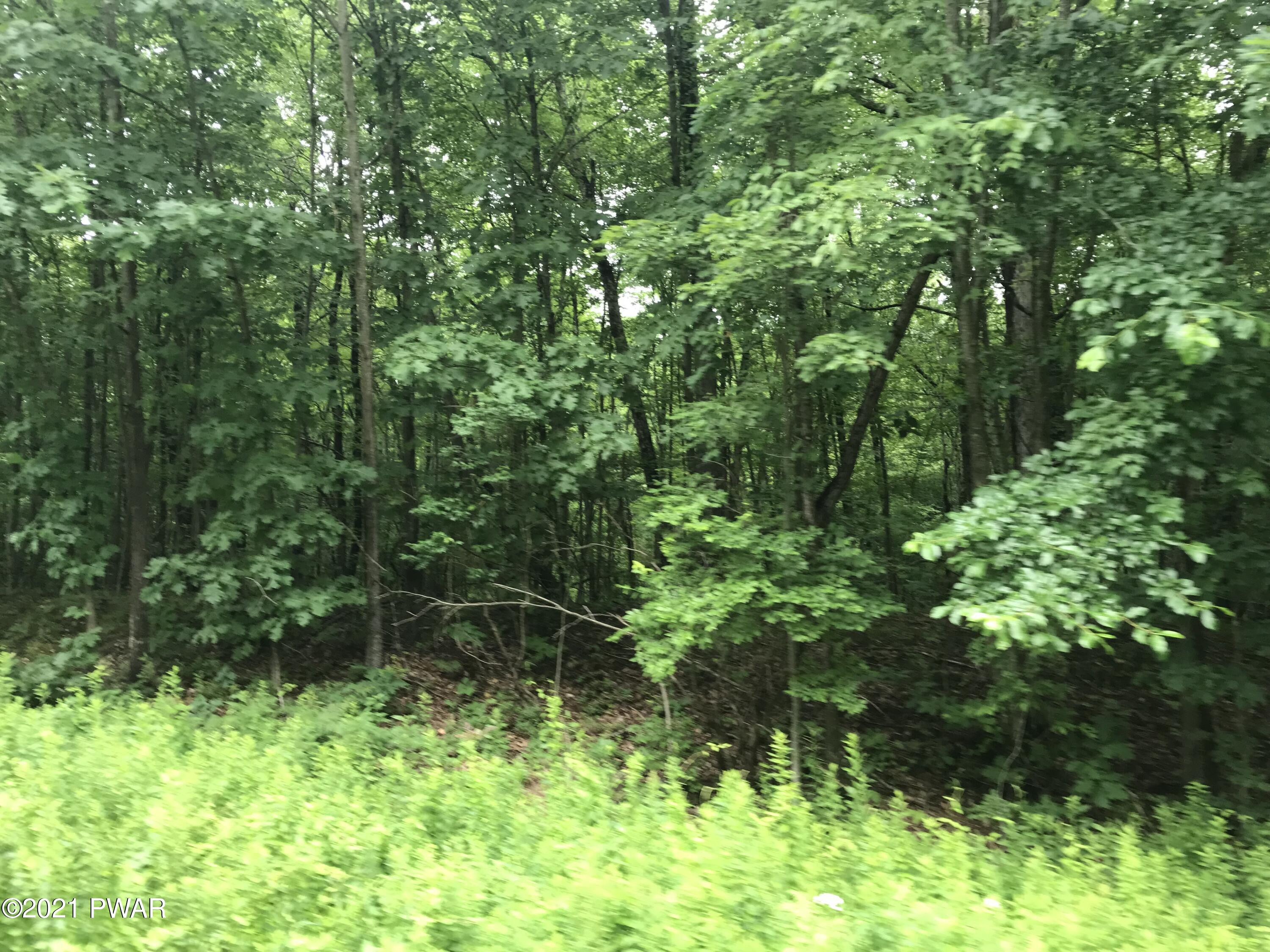 112 Swamp Brook Path Hawley, PA 18428 - Photo 9 of 13 a view of forest