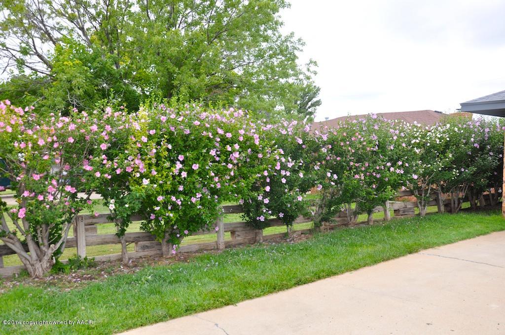 5100 Pin Oak Drive Amarillo, TX 79110 - Photo 22 of 26 Bushes on the side of the driveway