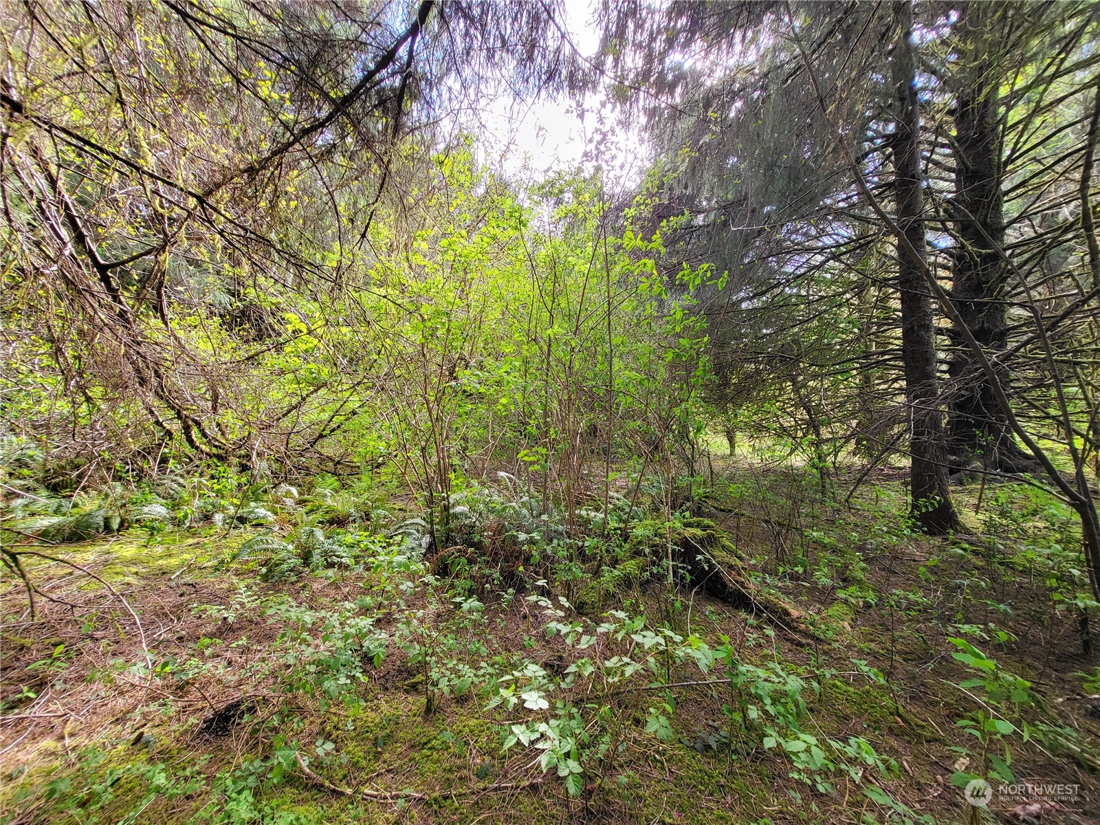 2 Riata Road Forks, WA 98331 - Photo 1 of 4 Gallery Image 1