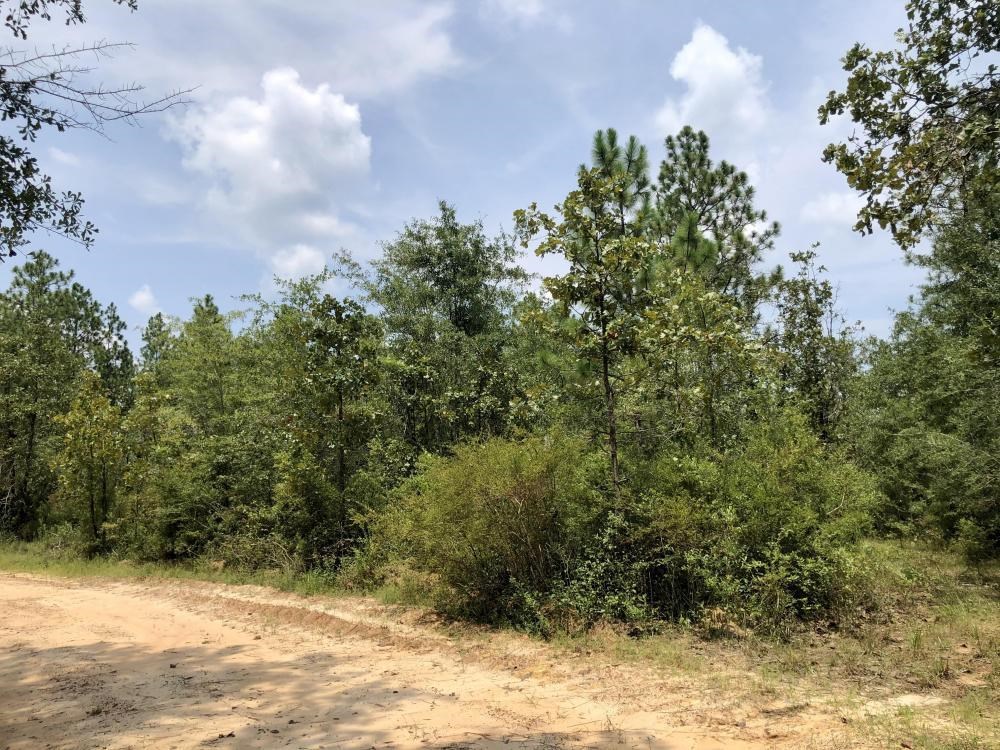 0 Private Road McIntosh, AL 36553 - Photo 14 of 21