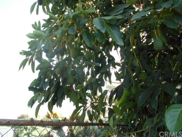 811 Riverside Rialto, CA 92376 - Photo 20 of 25 a picture of tree