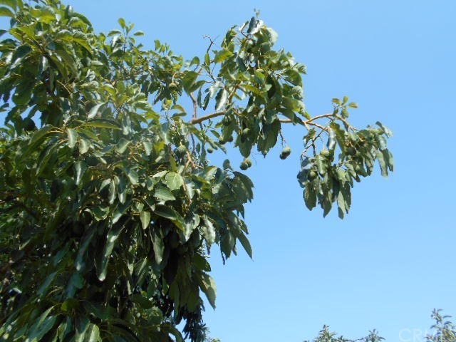 811 Riverside Rialto, CA 92376 - Photo 23 of 25 a plant that is in a plant