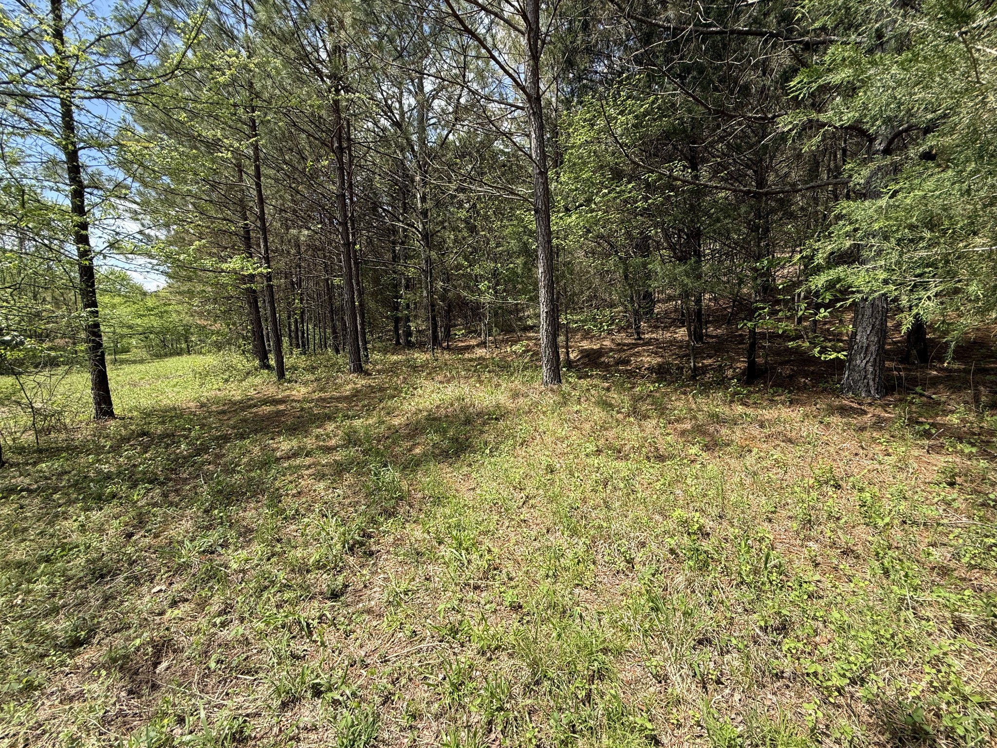 0 Tracy Road Hohenwald, TN 38462 - Photo 11 of 27 Gallery Image 11