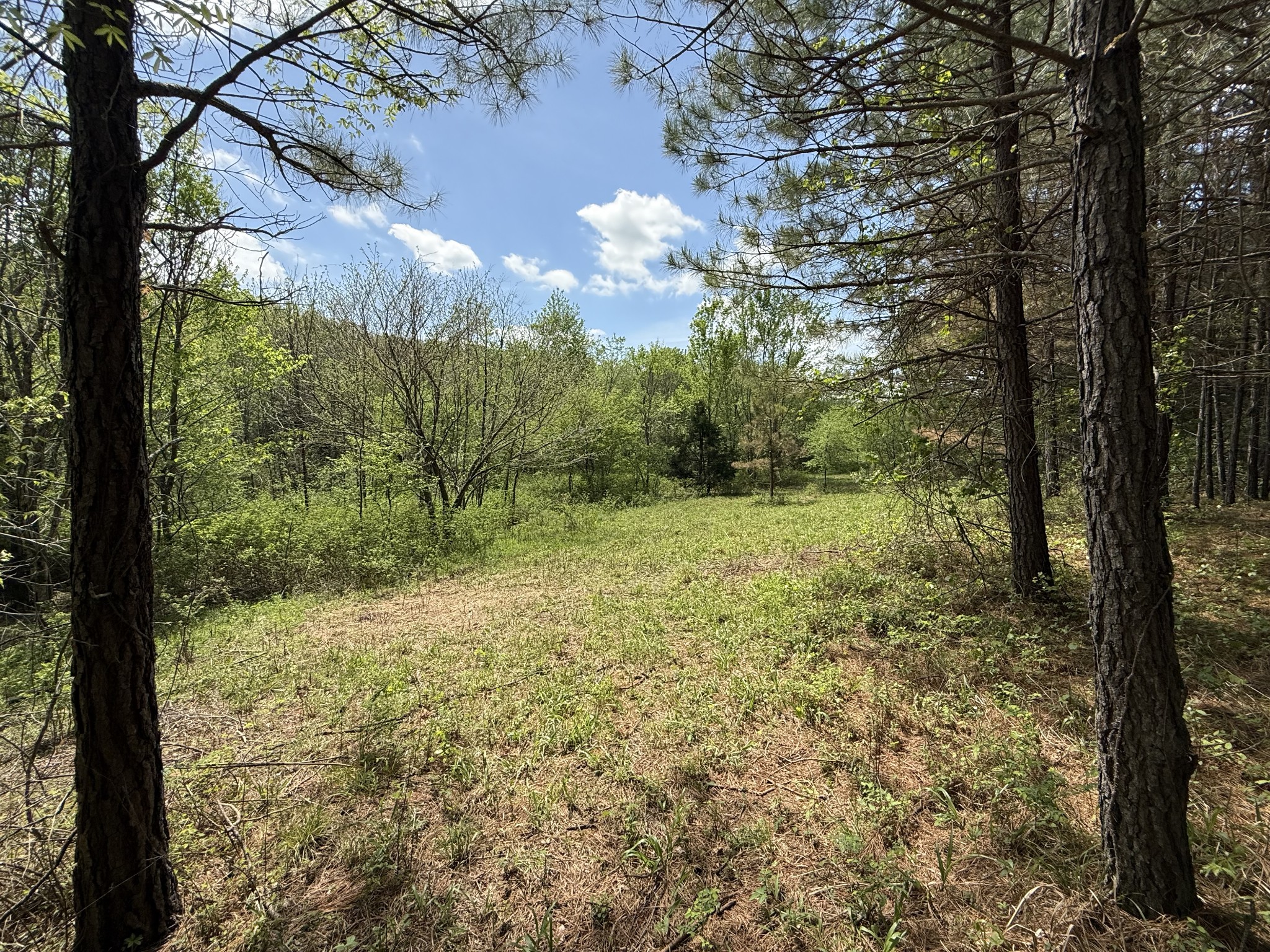 0 Tracy Road Hohenwald, TN 38462 - Photo 22 of 27 Gallery Image 22