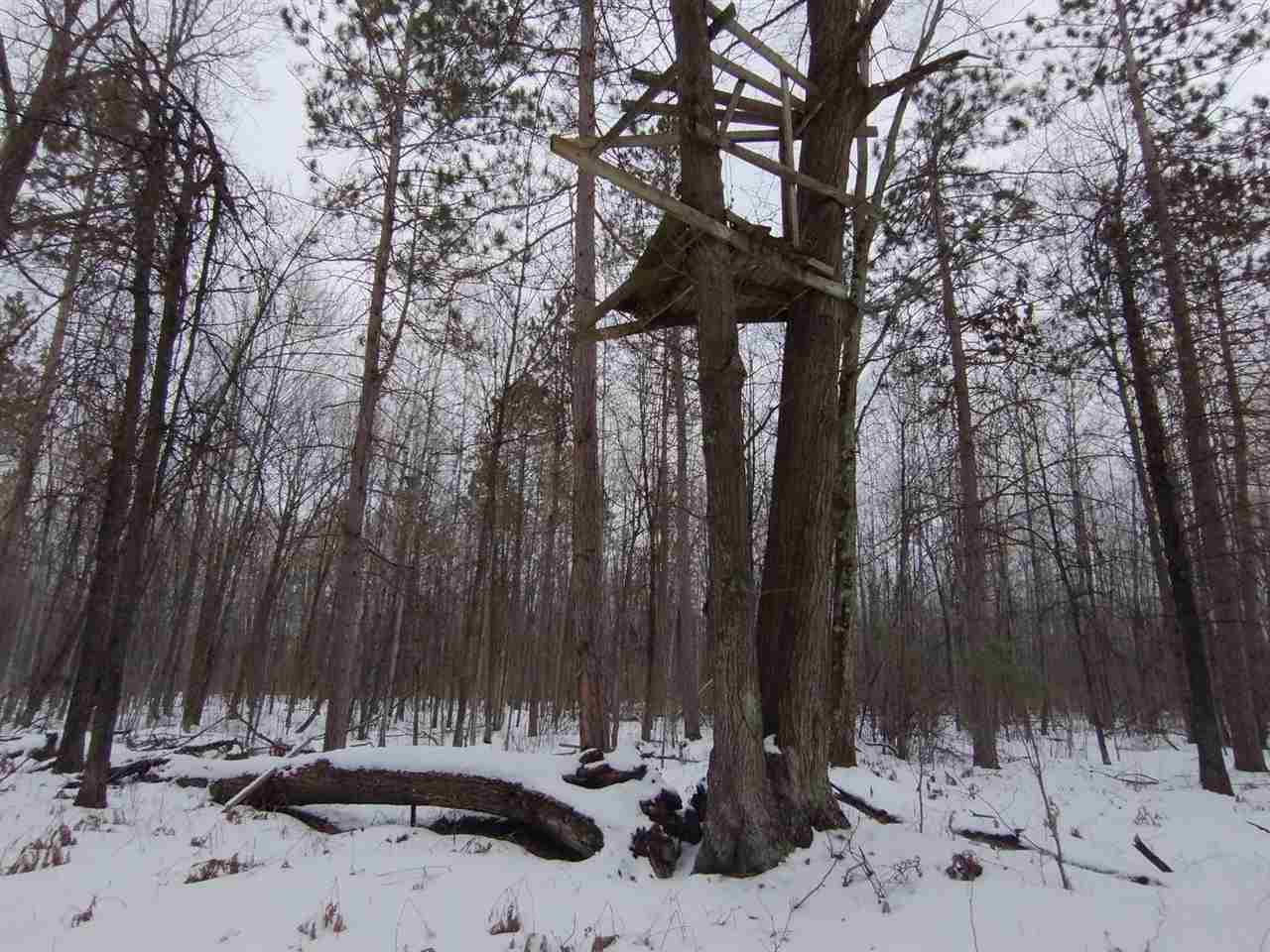 40-acres Sugar River Road Gladwin, MI 48624 - Photo 20 of 33