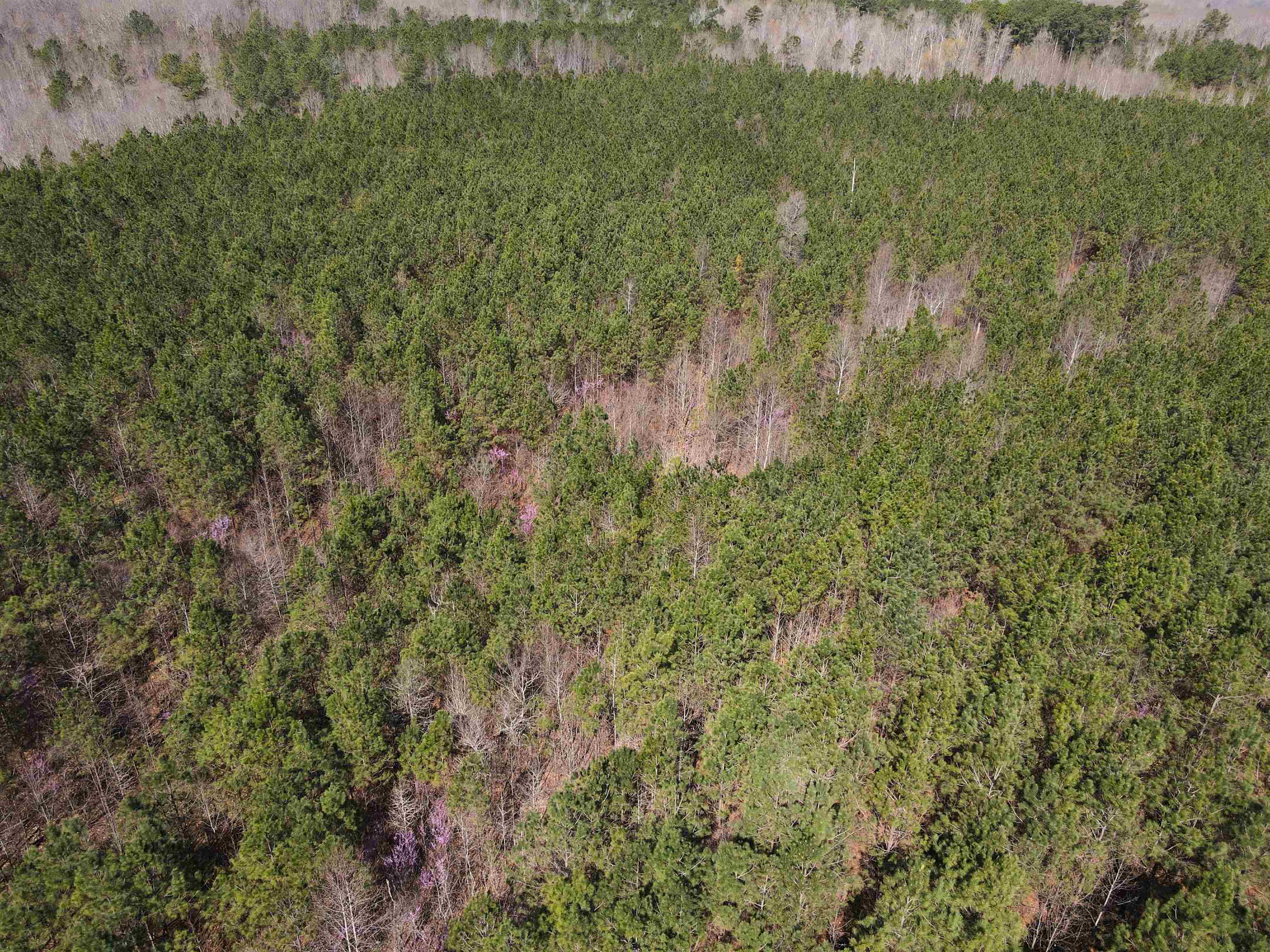 a view of a bunch of trees and bushes