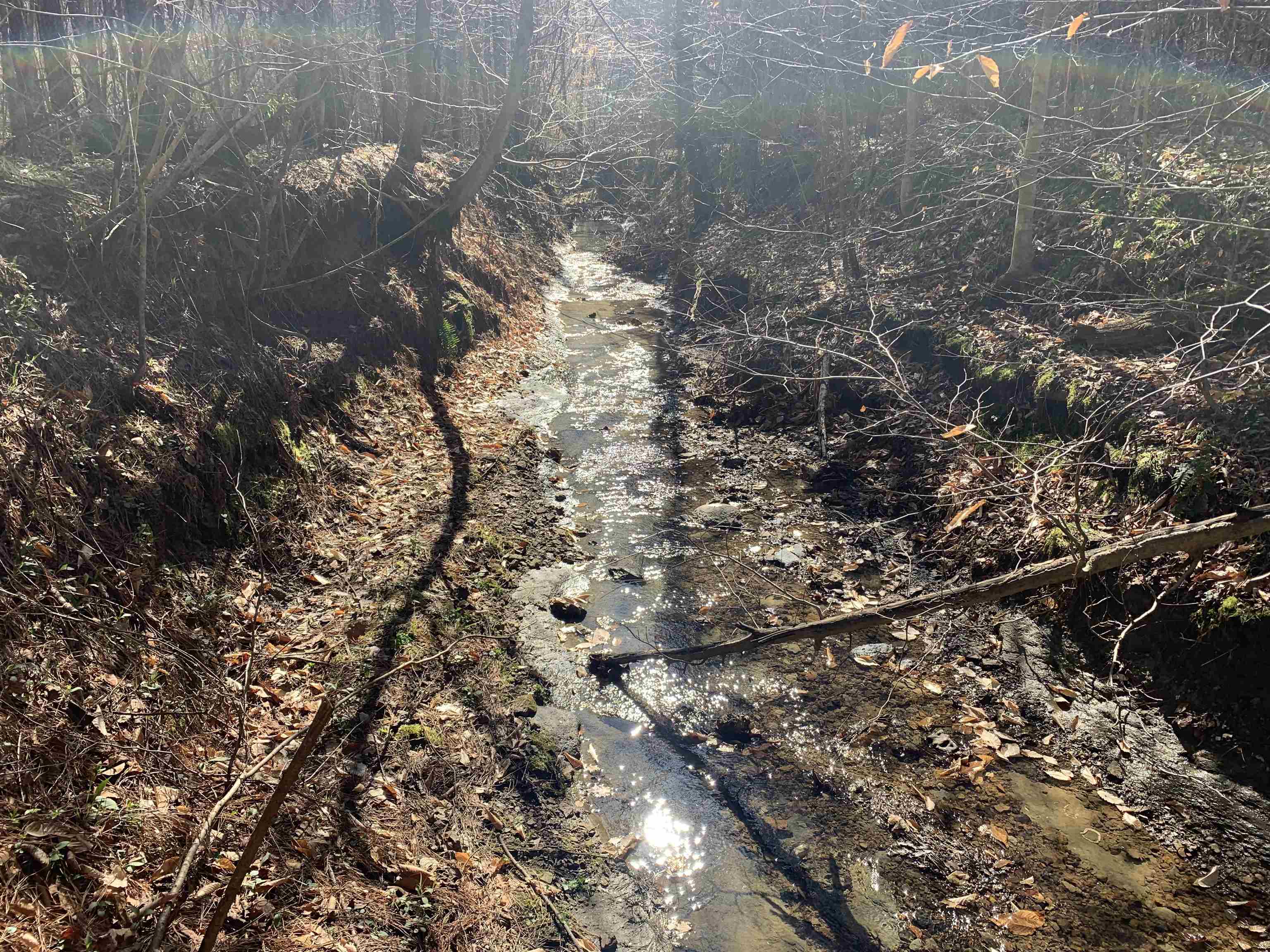 Meeks Road Adamsville, TN 38310 - Photo 12 of 15 a picture of tree
