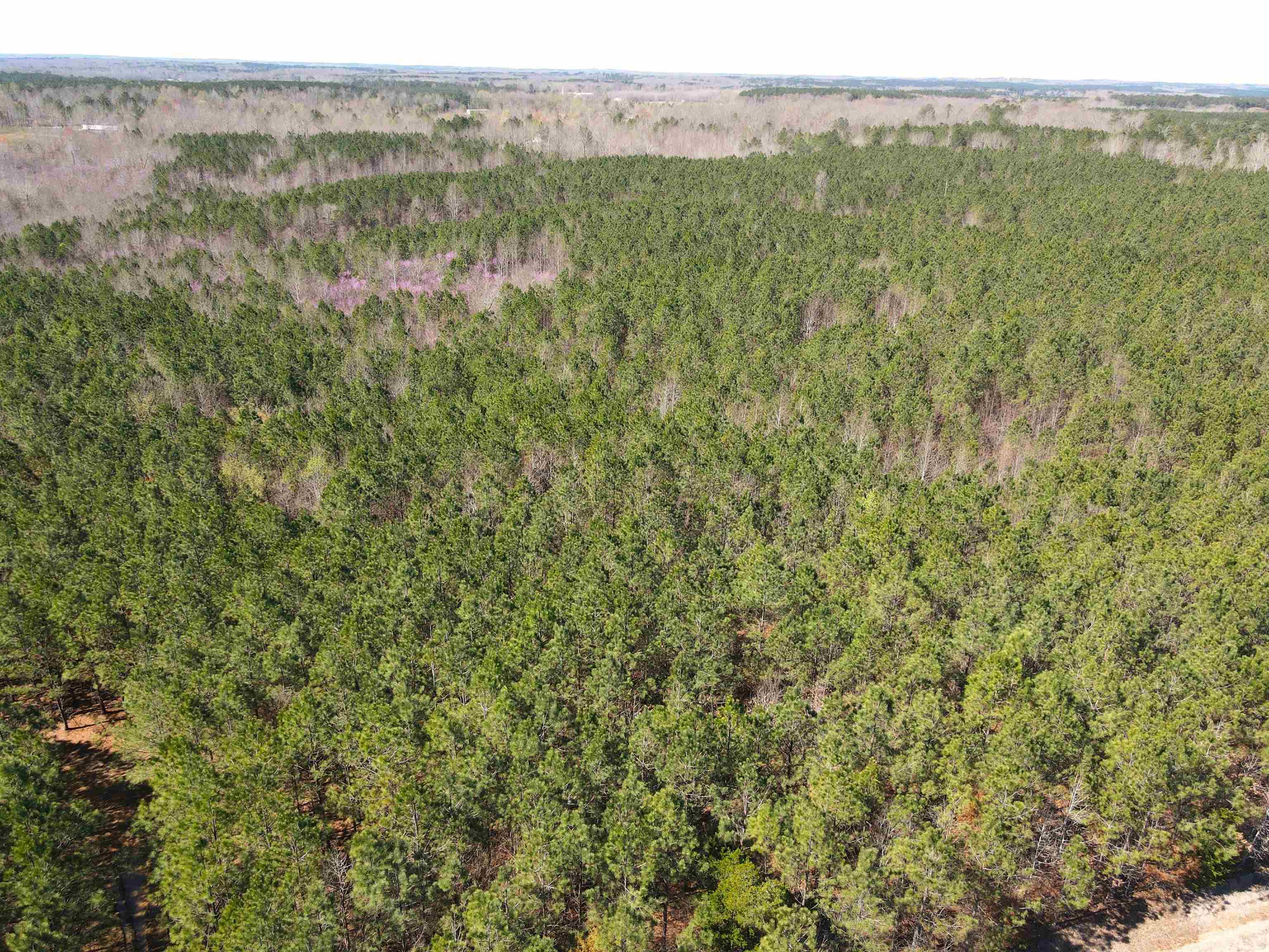 Meeks Road Adamsville, TN 38310 - Photo 5 of 15 a view of a lush green forest with lush green forest