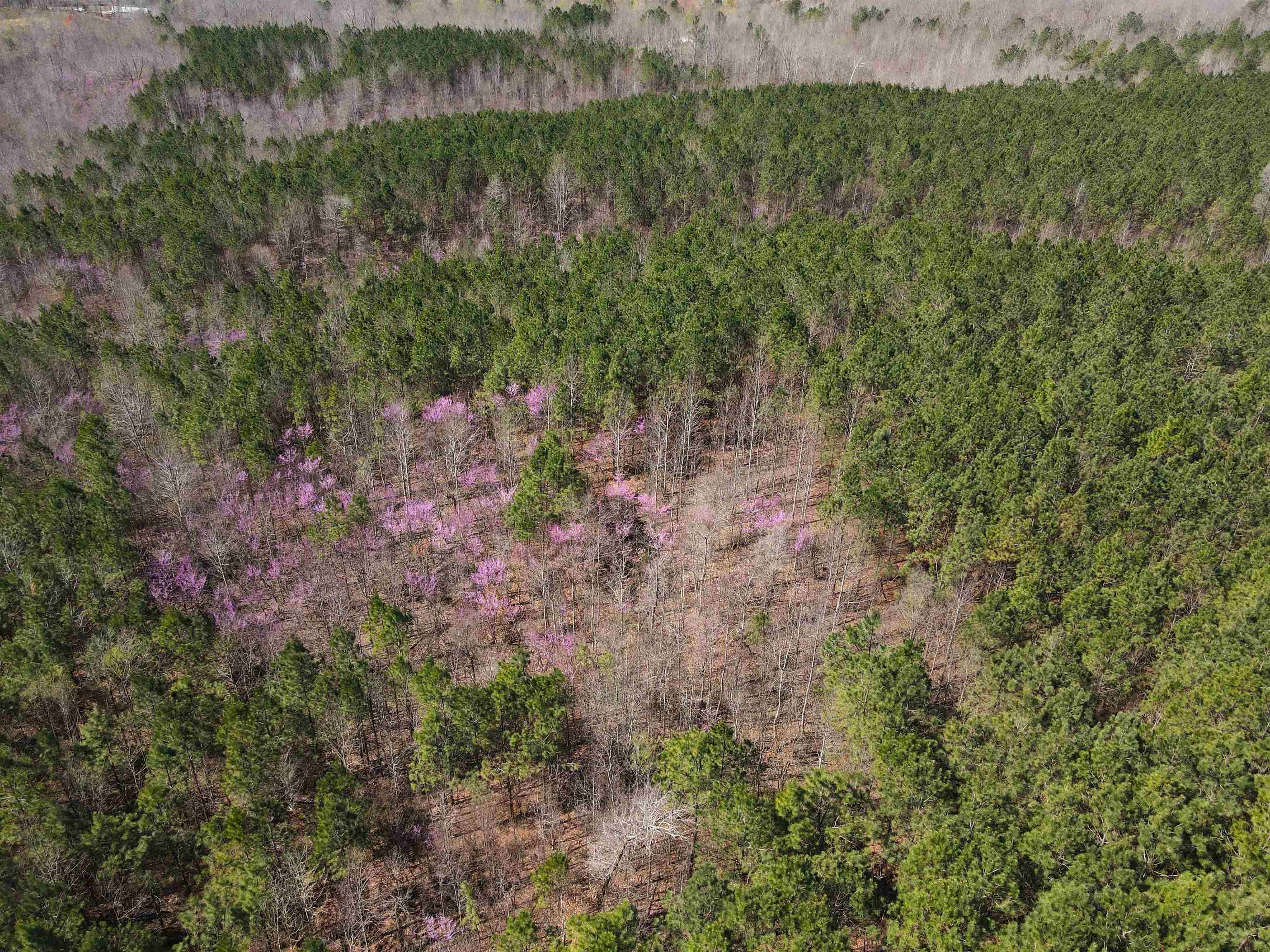 Meeks Road Adamsville, TN 38310 - Photo 6 of 15 a view of a lush green forest with lots of trees