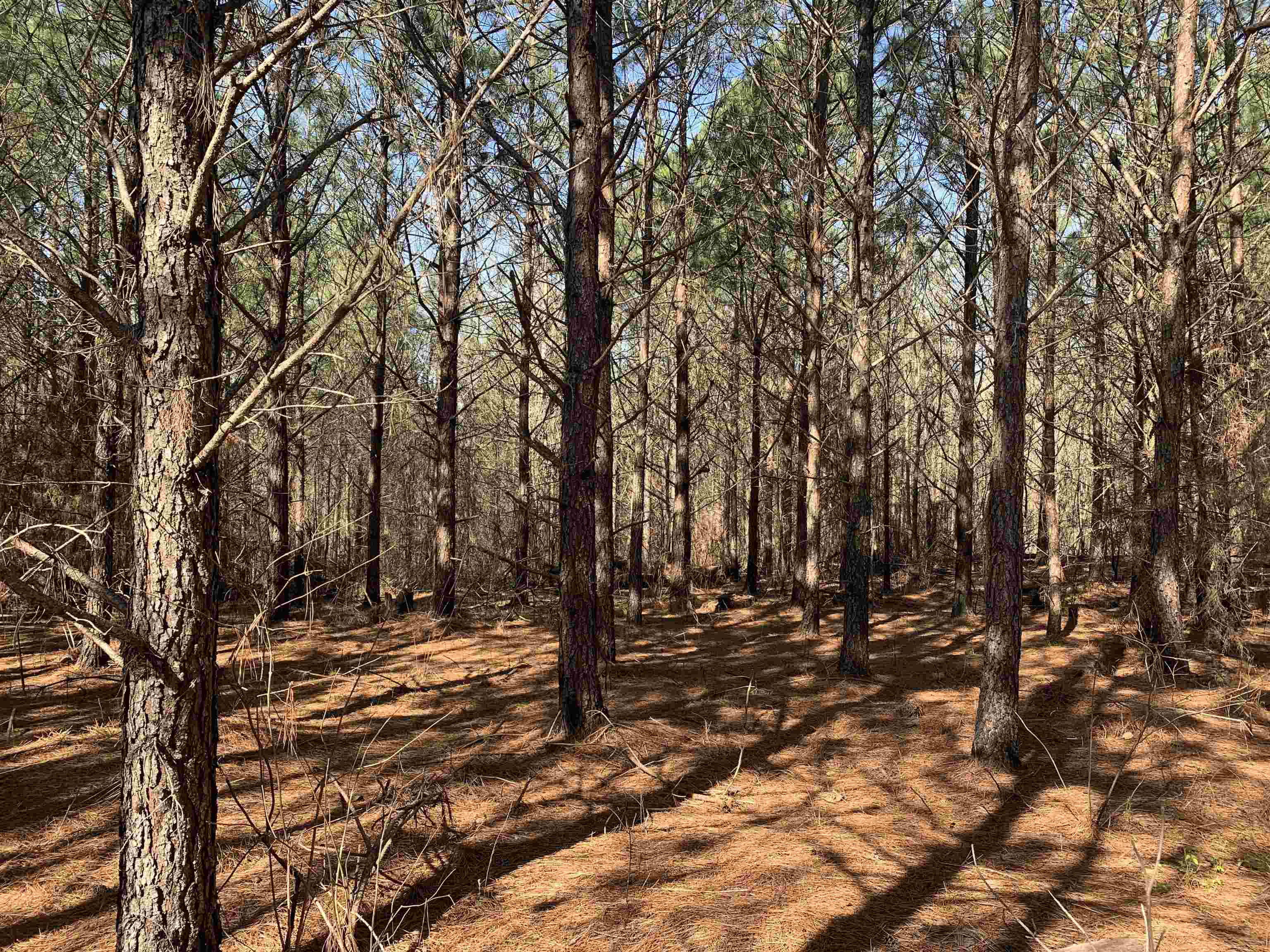 Meeks Road Adamsville, TN 38310 - Photo 7 of 15 a view of outdoor space with trees