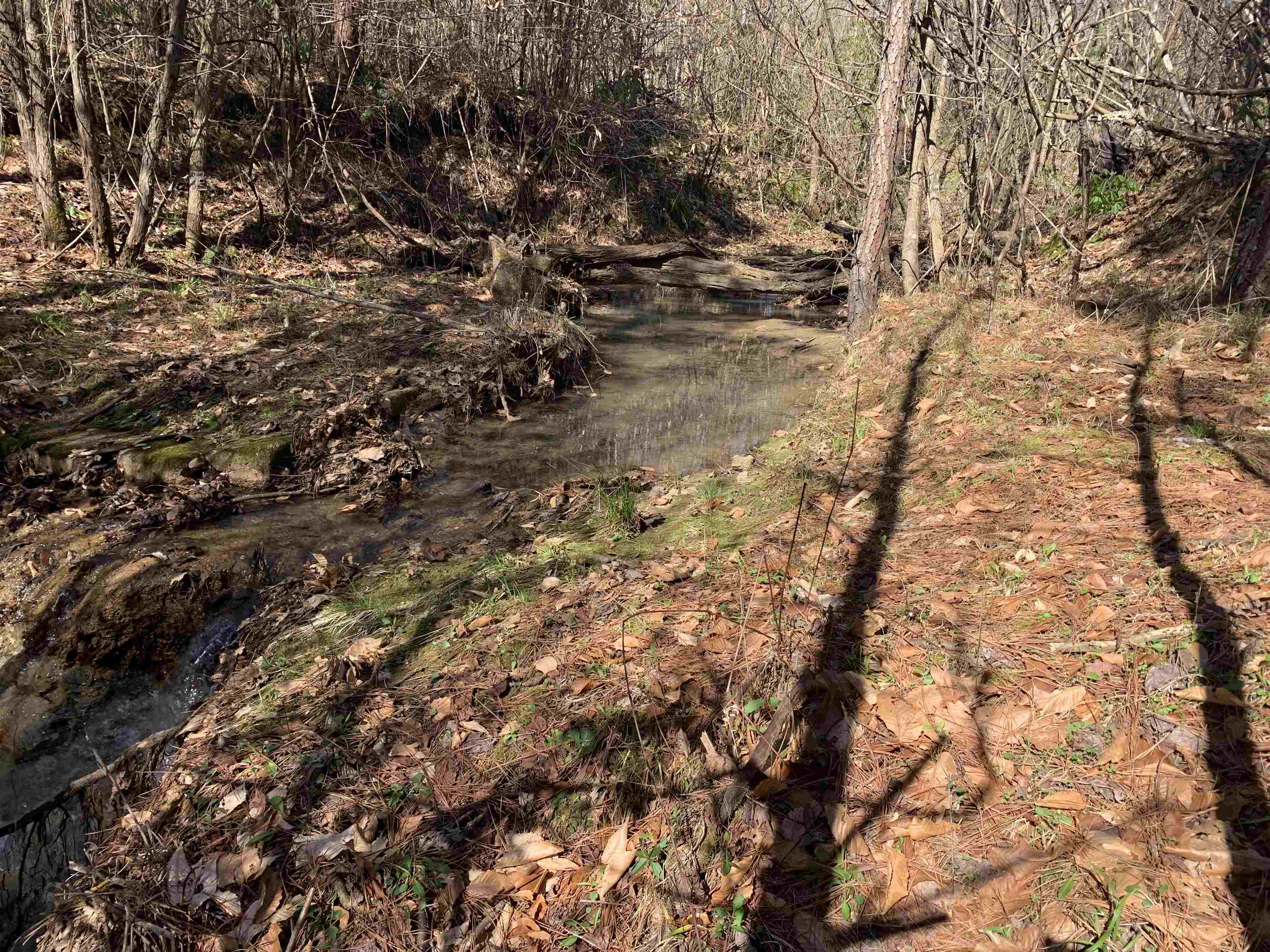 Meeks Road Adamsville, TN 38310 - Photo 9 of 15 a view of a tree