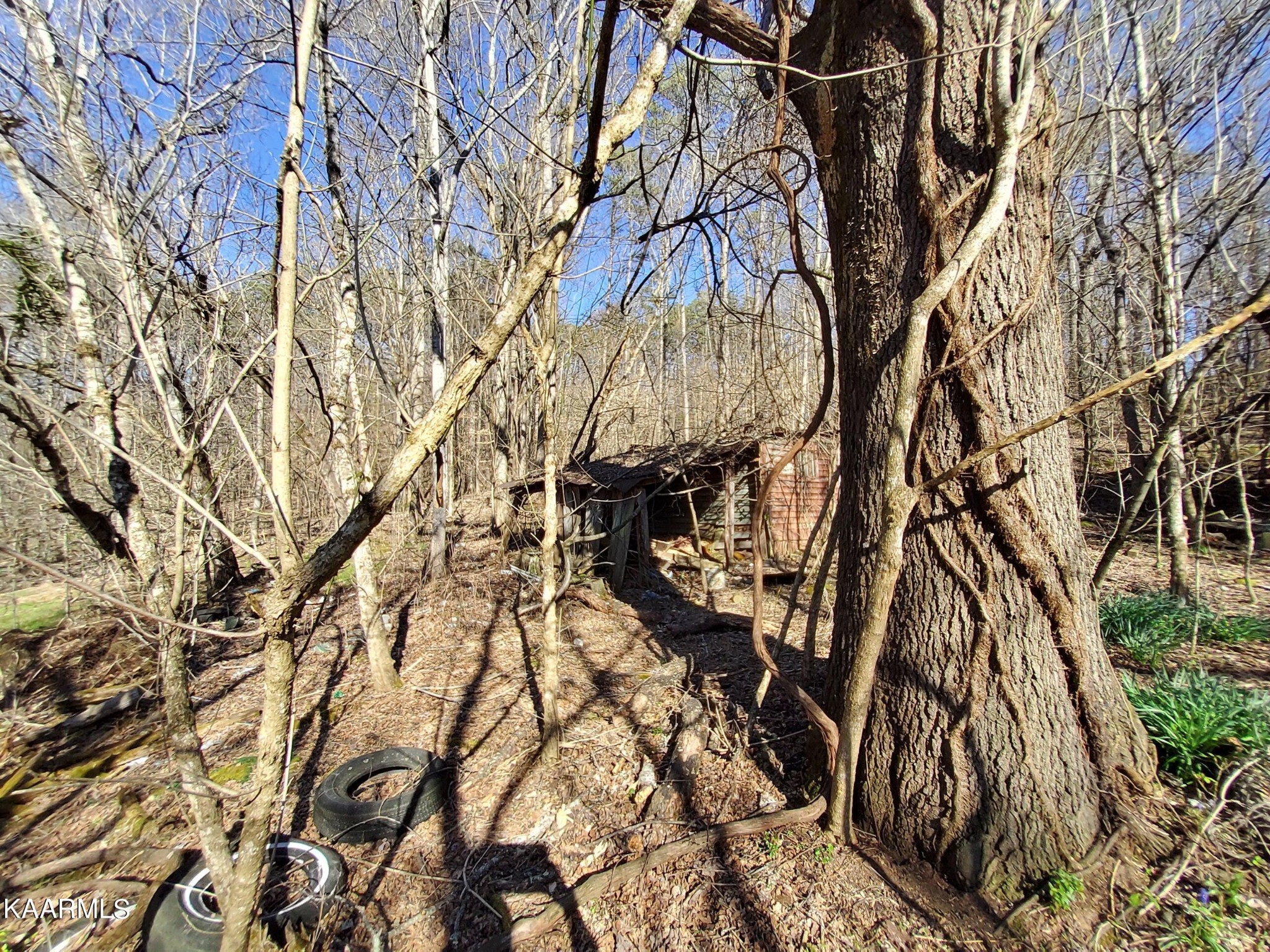 1858 Dumplin Loop Road New Market, TN 37820 - Photo 5 of 28 a picture of trees