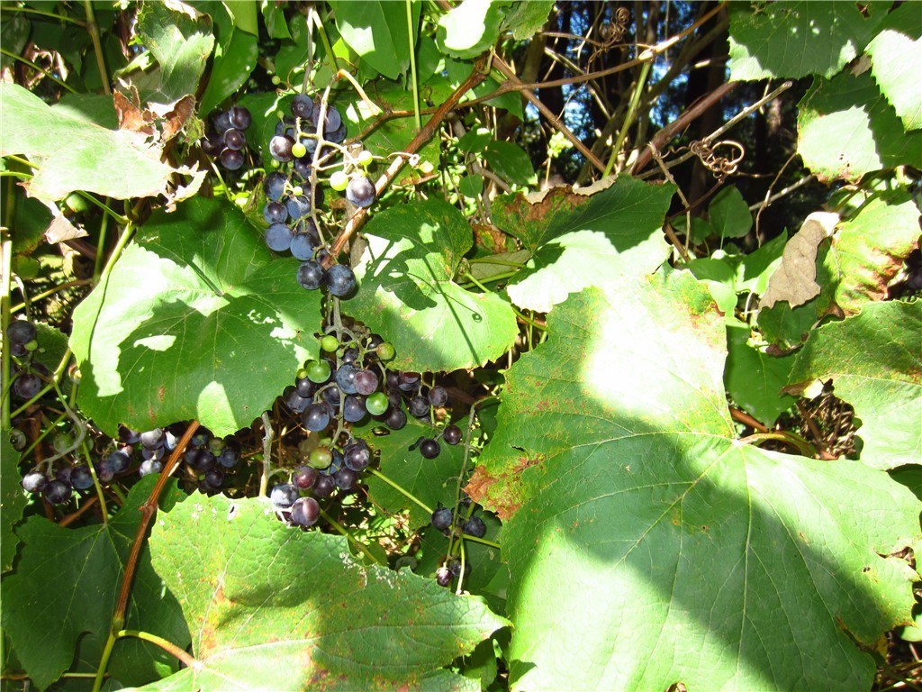 442 Arnold Road Coventry, RI 02816 - Photo 9 of 25 Grape Vines