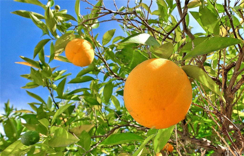 2509 Pine Valley Drive Alhambra, CA 91803 - Photo 61 of 63