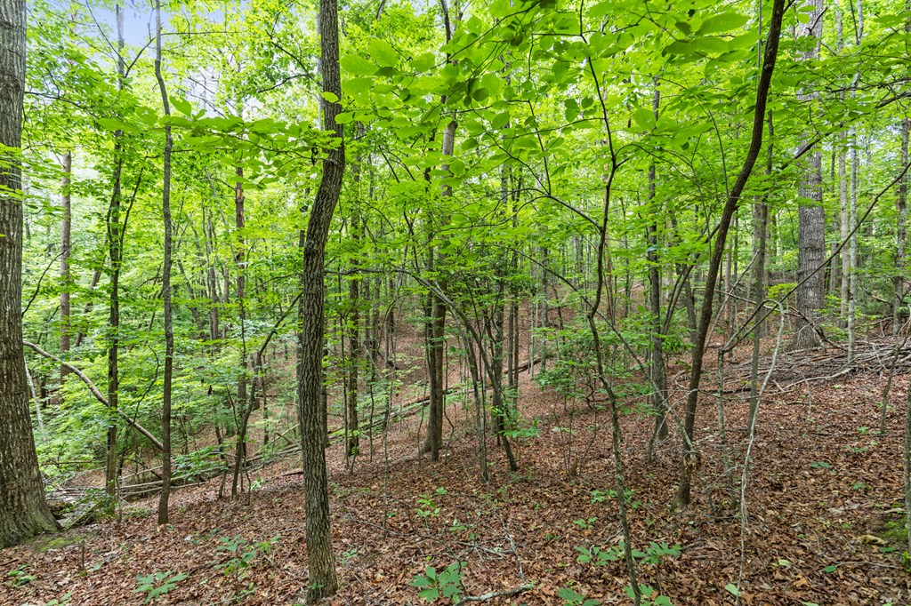 0 Crawford Road McCaysville, GA 30555 - Photo 8 of 21
