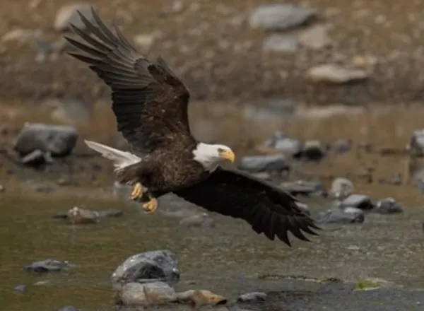 $720,500 | 7930 Eagle Bay Drive, Stover, MO 65078