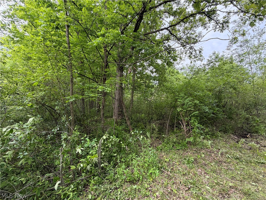0 Dayton Road Madison, OH 44057 - Photo 11 of 12 Wooded lot featuring mature trees and lush undergrowth
