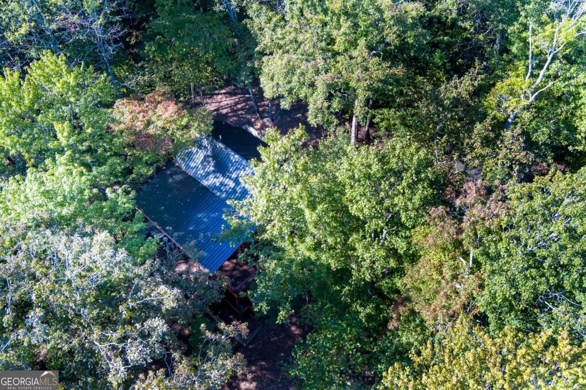 24 Casey Court Blue Ridge, GA 30513 - Photo 52 of 54 a view of a plants in front of a house