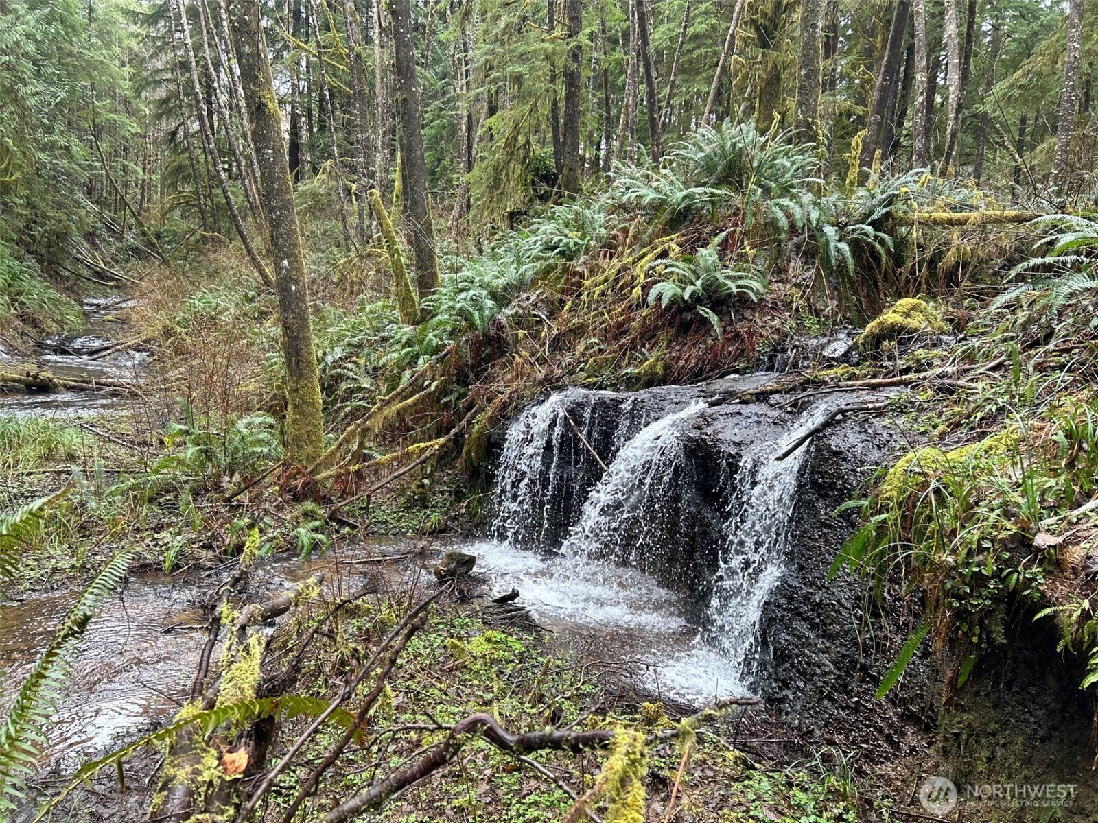 a view of a yard with plants and large trees