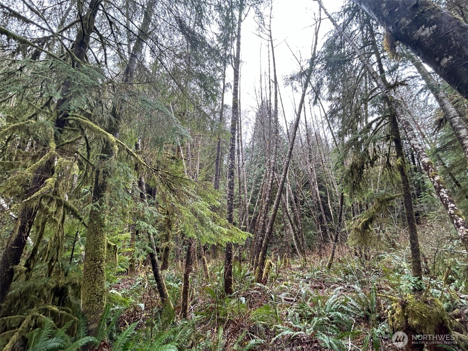 155 Ocean Beach Road Hoquiam, WA 98550 - Photo 11 of 21 a backyard of a house with lots of plants and trees