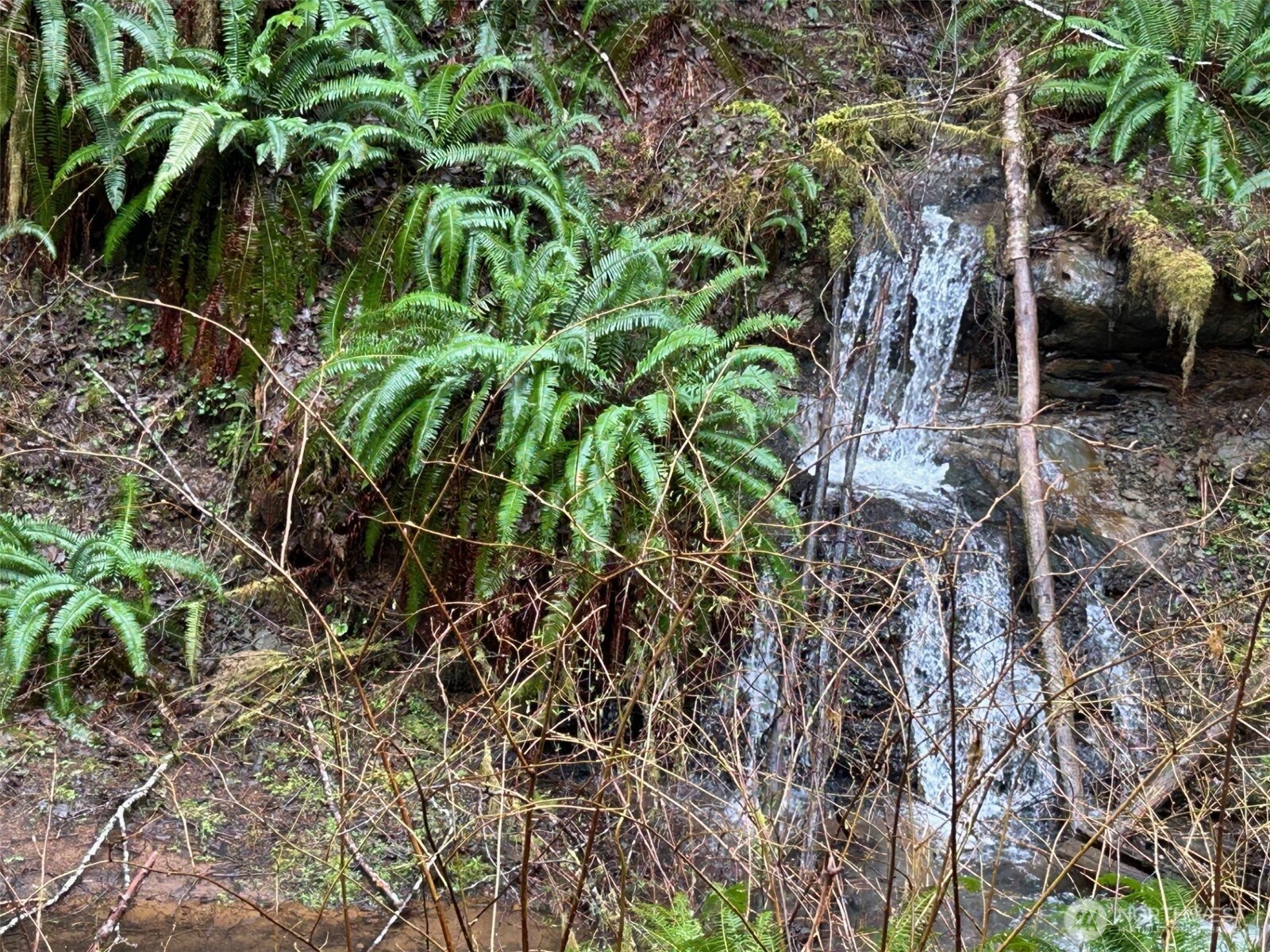 155 Ocean Beach Road Hoquiam, WA 98550 - Photo 6 of 21 a plant is in a garden