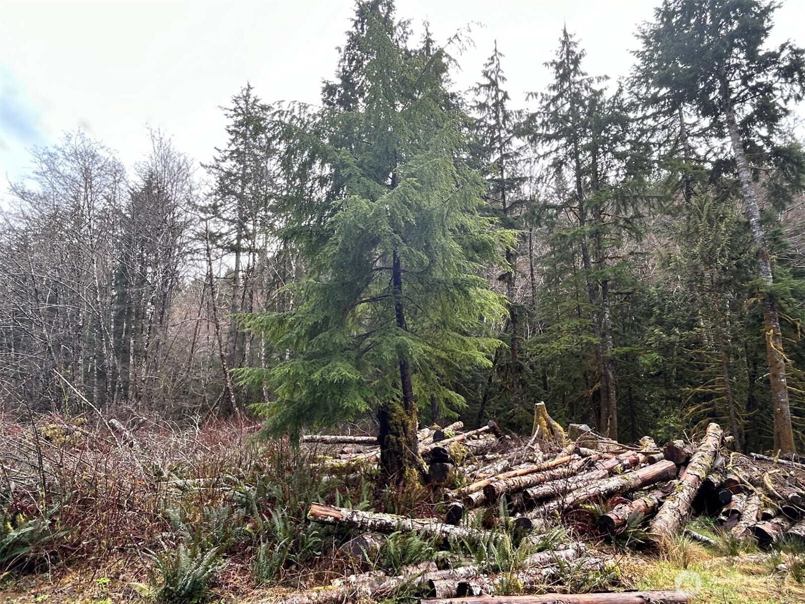 155 Ocean Beach Road Hoquiam, WA 98550 - Photo 8 of 21 a view of a forest with trees
