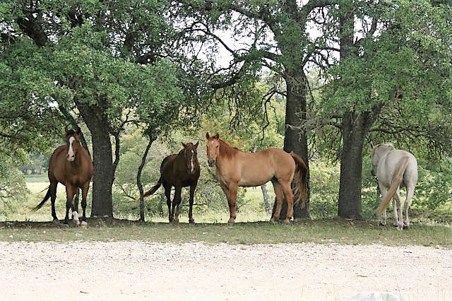 0 Lake Ridge Road Kerrville, TX 78028 - Photo 22 of 31