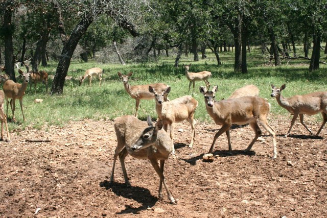 0 Lake Ridge Road Kerrville, TX 78028 - Photo 25 of 31