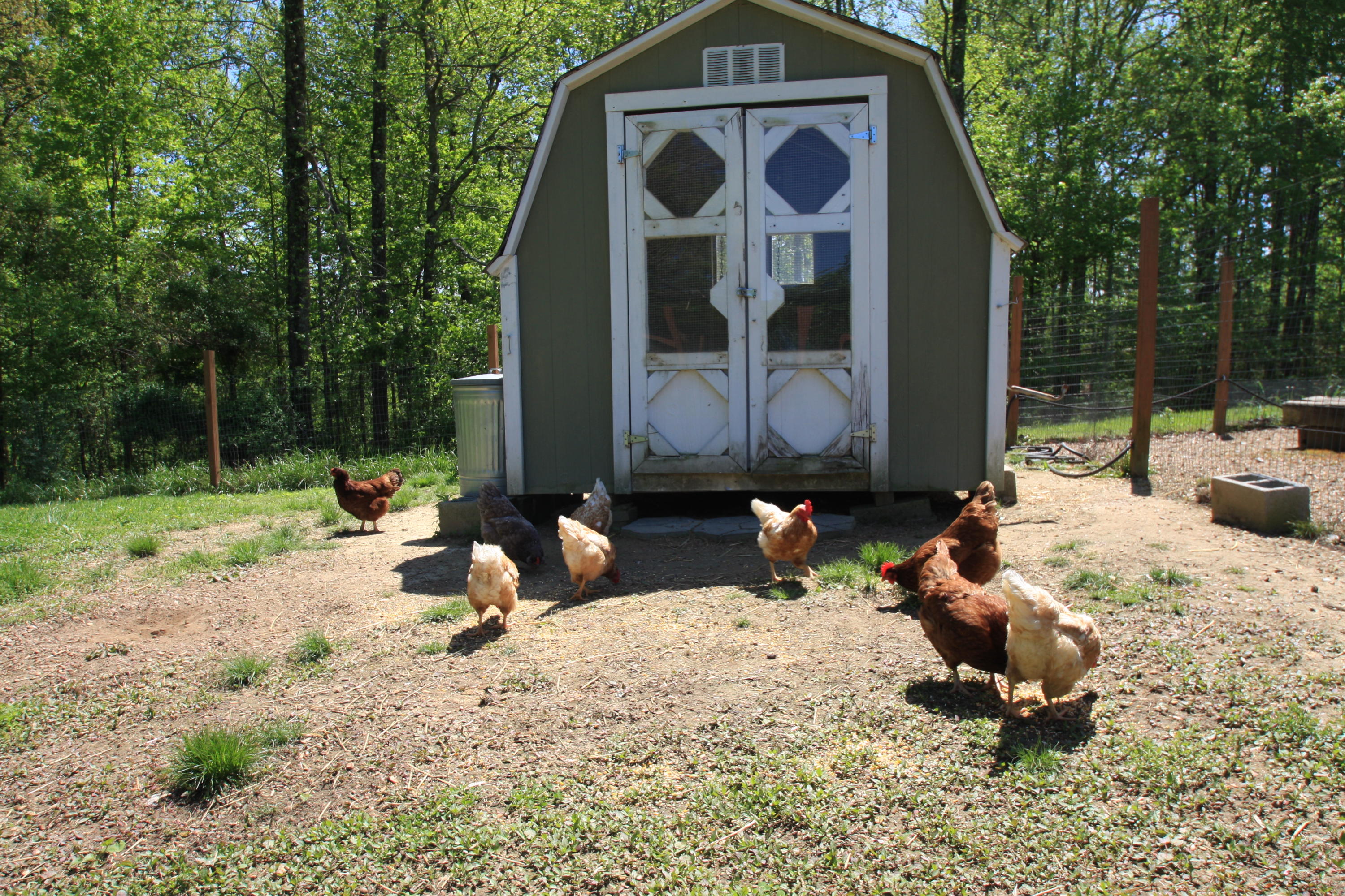 172 Ccc Road Wartburg, TN 37887 - Photo 27 of 35 Custom Chicken House