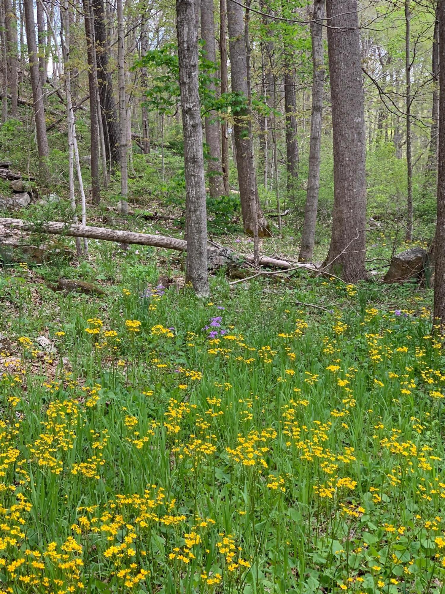 Lot 13 Fort Springs Road Sinks Grove, WV 24976 - Photo 4 of 21 Gallery Image 4