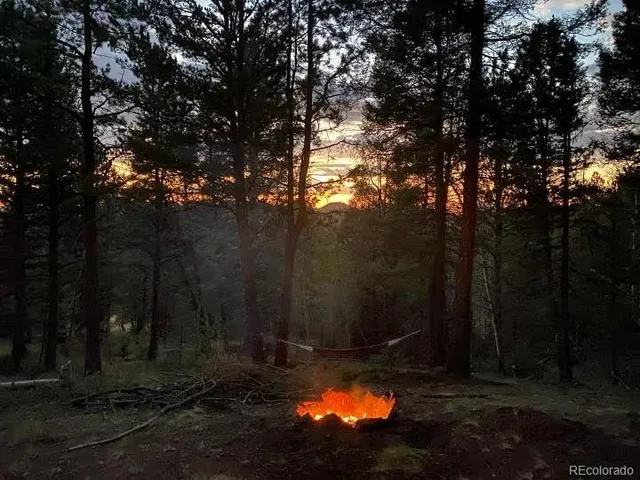 a view of a forest with trees in the background