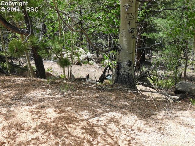 1115 Timber Ridge Road Divide, CO 80814 - Photo 6 of 8