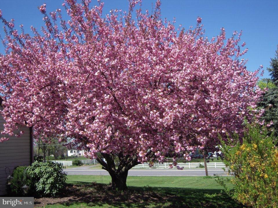 3560 Ritner Highway Newville, PA 17241 - Photo 72 of 76 Beautiful Cherry tree in bloom in front