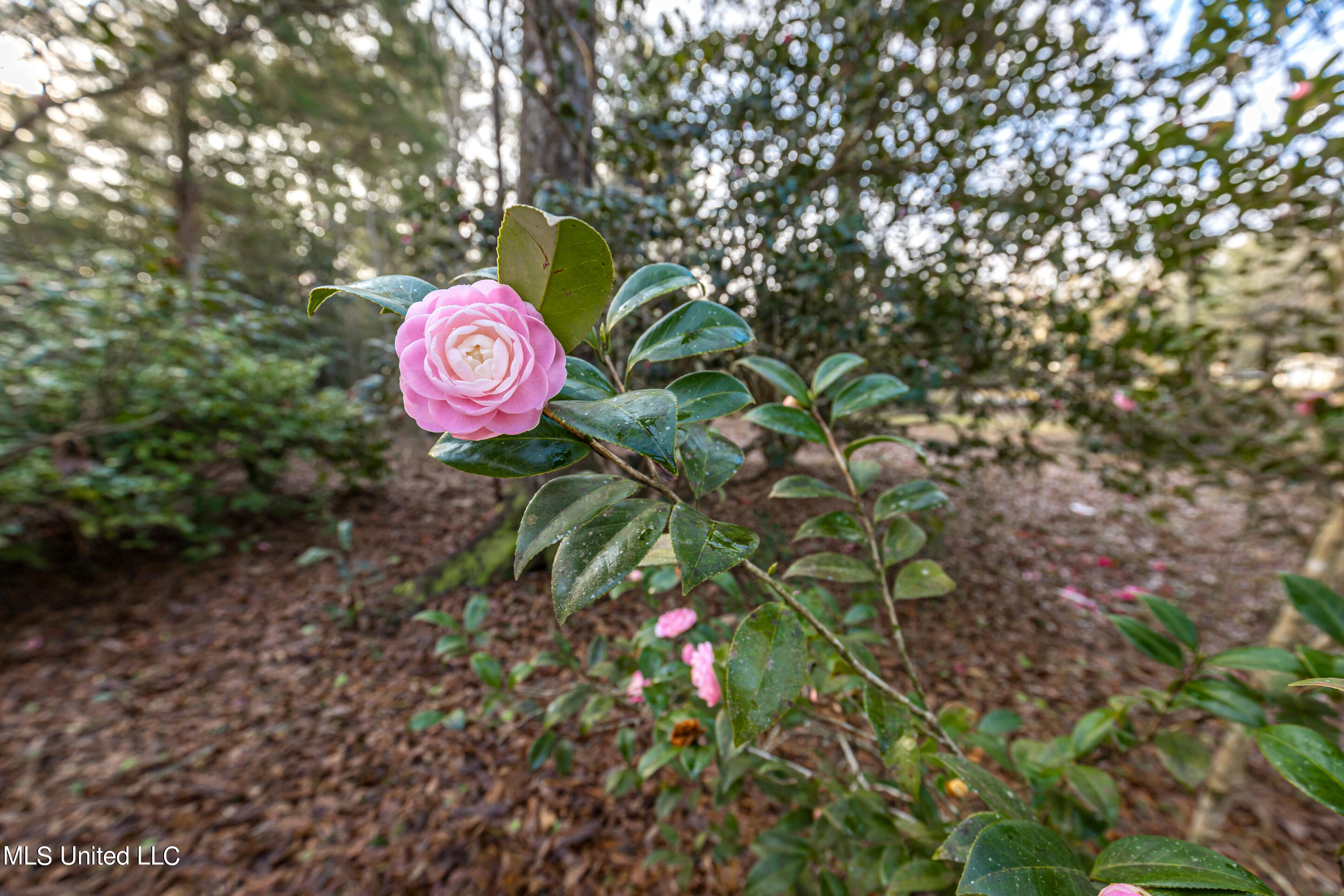 17336 Old River Road Vancleave, MS 39565 - Photo 56 of 71 IMG_1296